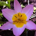 anne cross - @DamarisE6UK - Twitter