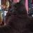 RockerKitty14's profile image