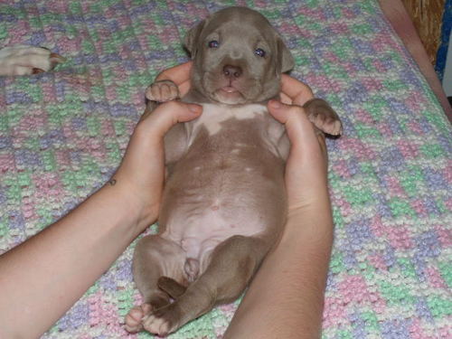 I raise APBT inside my home the right way. To produce family members. My dogs are great with Children and other animals.