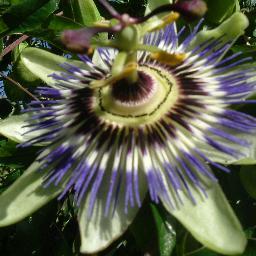 Trulyangelfae's profile picture. Devotee of angels/faeries/unicorns/mermaids/🥰🐈‍⬛ philosopher when things get hinkey! Faery crafter💖 💫