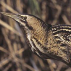A virtual Group supporting ringing in your historic County for @__COO. Conserving species and their habitat through scientific study.