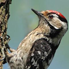 A virtual Group supporting ringing in your historic County for @__COO. Conserving species and their habitat through scientific study.