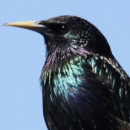 A virtual Group supporting ringing in your historic County for @__COO. Conserving species and their habitat through scientific study.