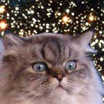 tschmal's profile picture. Software developer / introvert