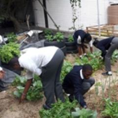 Thrive Hout Bay is an organization that unites Hout Bay through environmental awareness and action projects.