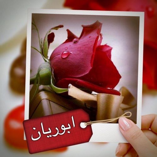 عيون الجواء