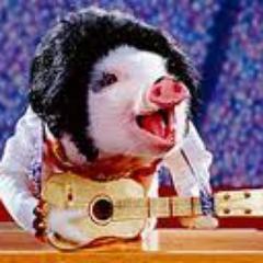 _PERCY_THE_PIG_'s profile picture. 