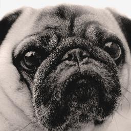 Got troubles? Pug de Probleme! Drop by for tea and sympathy with me, Alfie Puglesworth. I know stuff.