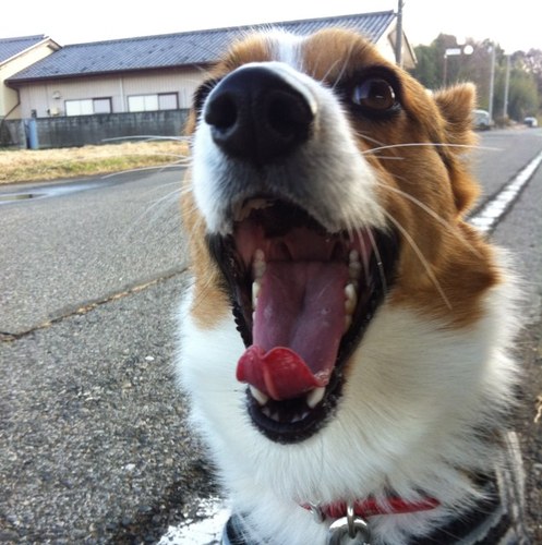 好きなものはわんこ・車（アルトワークス）・布袋寅泰・女の子・お絵かき・写真・大道芸etc…愛犬はコーギーミックスの佐助（2013.3.24〜男の子）と蘭丸(お空組2010.4.26〜2022.11.20)✴︎ モノを作るのも好き、フェルトや粘土で作るのもやりすぎ注意。 Instagram→harumilky69