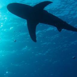 fiveofthebest1's profile picture. A short fact full podcast, topics include Film, Sport, History, Culture