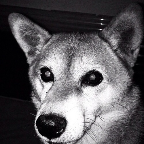 犬、大好き。チワワのチコさんと暮らしてます。