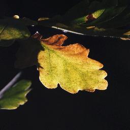 OffGridMagazine's profile picture. 