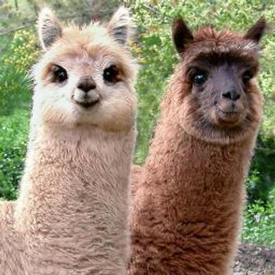 アルパカ画像bot Alpaca Bot ট ইট র