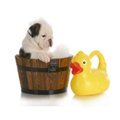 groomandboardny's profile picture. A beautiful grooming and kennel facility in Wallkill, NY