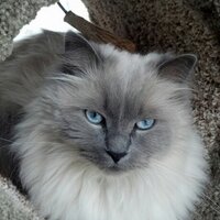 The Dude (@elbogarto) 's Twitter Profile