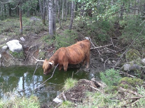 LepistoPetteri's profile picture. 