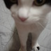ろまにすた (@whitecofee) Twitter profile photo