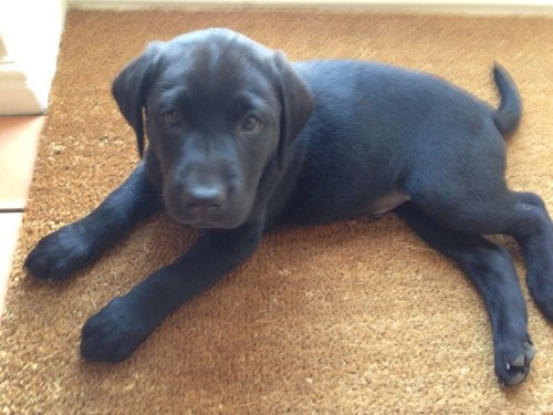 Love me mum and dad, follow Arsenal, love treats and chasing Ryan round and round and round the garden