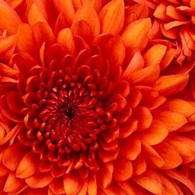 東京外国語大学華道部 作品紹介 次は桜を使った自由花の紹介です こちらも花材は1つ違いです 花材 1枚目 桜 チューリップ デルフィニウム モンステラ 2枚目 桜 アイリス デルフィニウム モンステラ T Co Tetilw0fvx 東京外国語大学華道部 作品紹介 次は桜を使った自由花の紹介です こちらも花材は1つ違いです 花材 1枚目 桜 チューリップ デルフィニウム モンステラ 2枚目 桜 アイリス デルフィニウム モンステラ T Co Tetilw0fvx