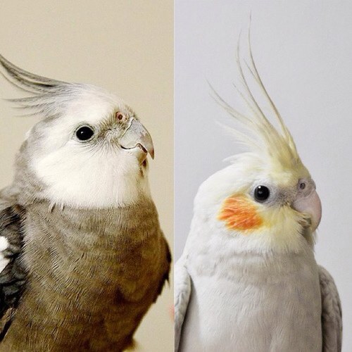 オカメインコ YURA & POi. We are Cockatiels. pic by Ryoichi Sakai