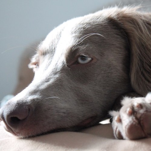 Bob and Juno my long haired #Weimaraner princess. We love travel, Detroit Red Wings & @HowardStern. @NASAJuno  #NASATweetup. Vaper since June 2014. #TeamComet