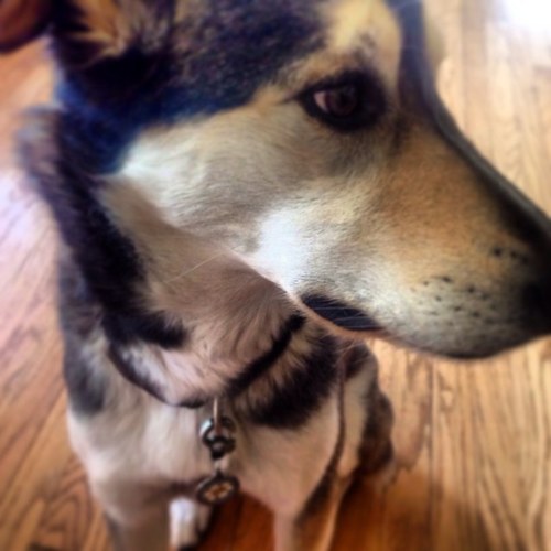 Dog. Part Husky, part Whippet. Very fast. Hobbies include: catching tennis balls, frisbees, & squirrels.
