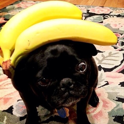 ShitOnMyPug's profile picture. 