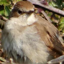 A virtual Group supporting ringing in your historic County for @__COO. Conserving species and their habitat through scientific study.