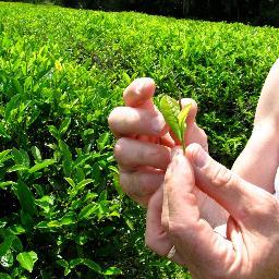 Uniting American tea growers