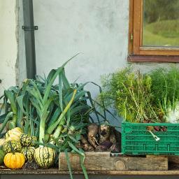 @TransitionCambs community supported agriculture project, set up 2011 in partnership with @waterlanderman. Tweets on veg, community & having a laugh in fields!