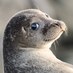 lazy seal (@mtvnastya) Twitter profile photo lazy seal (@mtvnastya) Twitter profile photo