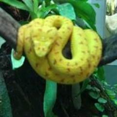 Reptile breeder of High quality Ball Python Morphs , tarantula breeds new and old world & Leopard gecko morphs !