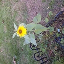 Tammy Bunker - @Bunkertammy - Twitter