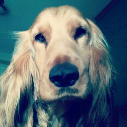 cd_ristito's profile picture. HT-Mánager del CD Ristito. Actualmente milita en el grupo VIII 1271 de España.