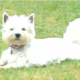 zuli_la's profile picture. 