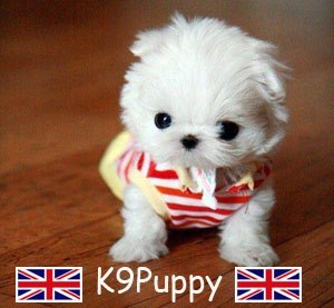 http://t.co/HgNu6NUzgj is the premiere online source for breeders and dog lovers in the United Kingdom!
