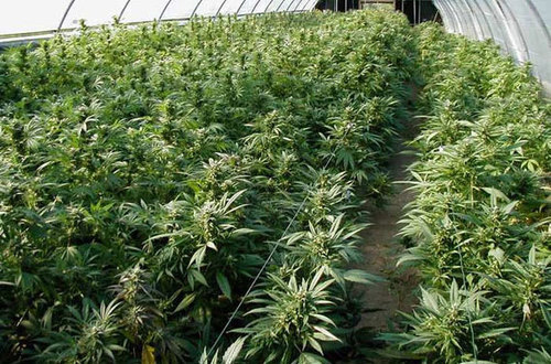 Know the facts not what the American Government want you to think. Texan. The facts about the high life. Dont be mean, go green. midlands Uk -USA
