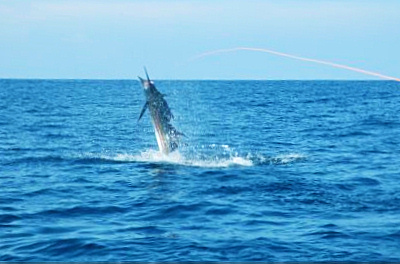 lihiker's profile picture. 