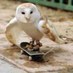 Funny Animal Picture (@lol_animal_pics) Twitter profile photo Funny Animal Picture (@lol_animal_pics) Twitter profile photo