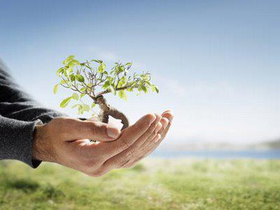 Reforestación // Planta un árbol.