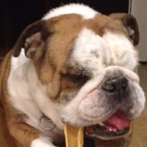 Every dog has its day!!!
Like Charlie Sheen... I'm Winnning!!!!
VA / FLA