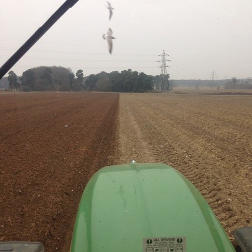 Farm Manager at Raker Farms, Norfolk. BASIS and FACTS . Views are my own.