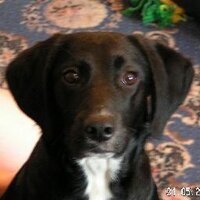 Dr Carys Crossen (@academicwannabe) 's Twitter Profile