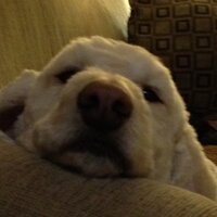 alan mcdermid (@alanmcdermid) 's Twitter Profile