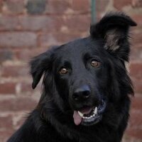 Stephen Williams (@svenat) 's Twitter Profile