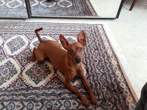 IngGianluca's profile picture. 