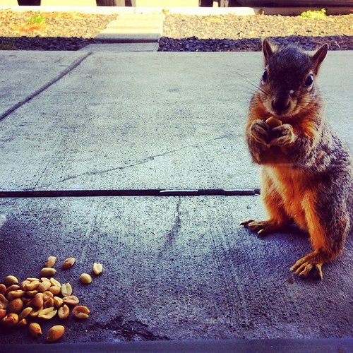 I'm a squirrel, I like nuts!