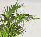 AmbiusATL's profile picture. Enhancing the ambience of commercial enivronments via interior landscaping, holiday decor, wall art, and ambient scenting.