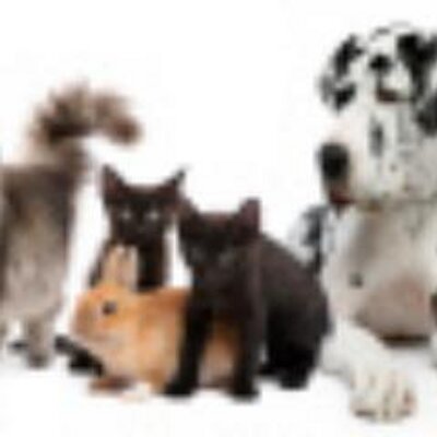Fine Pet Supplies On Twitter Washington Redskins Nfl Football