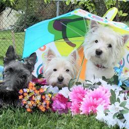 I'm a published children's author, freelancer,
illustrator, poet, & greeting card writer. I enjoy acting and training my talented canine actors & models.